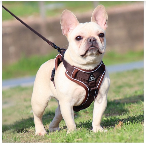 Looking for high-quality pet supplies right in your neighborhood? - Picture 4 of 15